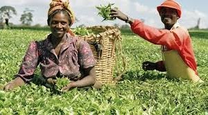 FG offers N2b loan for farmers