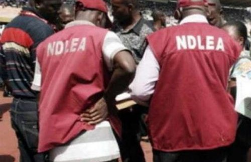 NDLEA nabs 2 over 2,000kg of cannabis