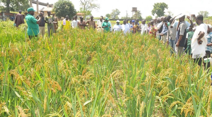 Abia government empowers farmers