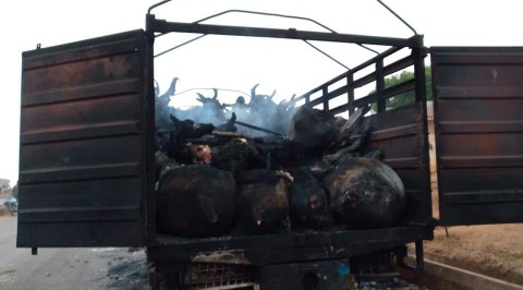 Angry Mob Set Cattle Worth Millions of Naira Ablaze in Oyo