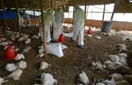 Ogun govt confirms outbreak of bird flu