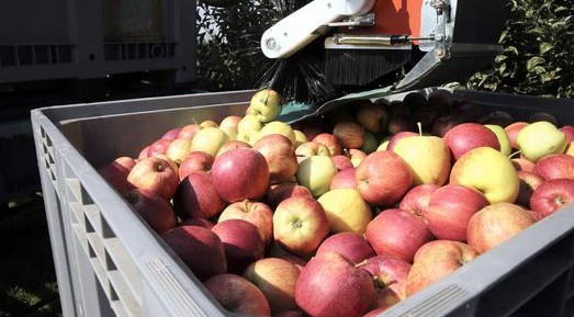 Zimbabwe bans fruit, vegetable imports