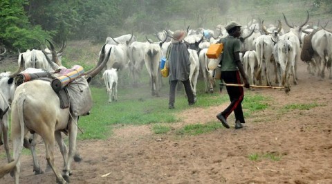 Police arrest seven cattle rustlers, 273 livestocks