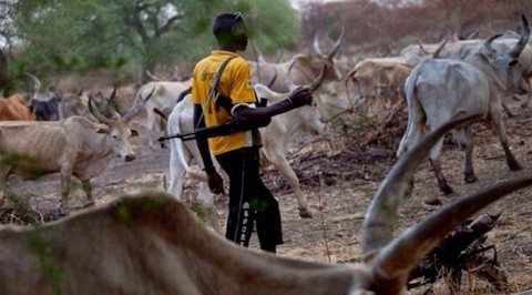 Alleged Herdsmen Killings (Delta Community Exhume 6 Corpse of Killed Farmers)