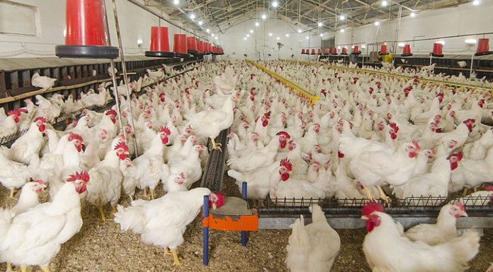 South Africa bans the sale of live hens