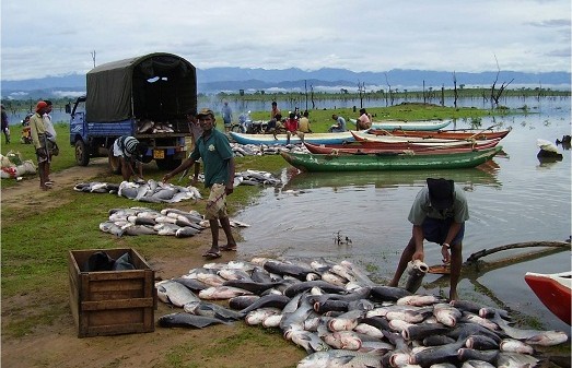 Local Fish Production To Increase By N66bn Annually In 2017