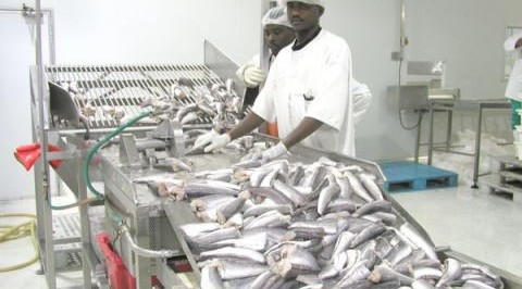 FG Denies Banning Fish Importation