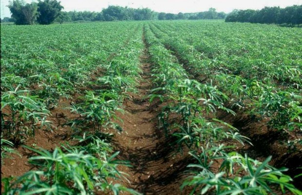 Adamawa: Cassava Farmers Benefit From N375m Loan