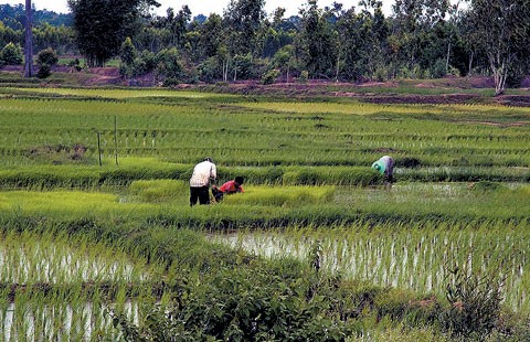 Mass Rice Farming Underway In Ondo State