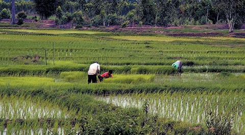 Mass Rice Farming Underway In Ondo State