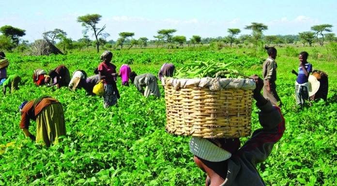 Stakeholders Call for Synergy Between CBN, Agric Ministry