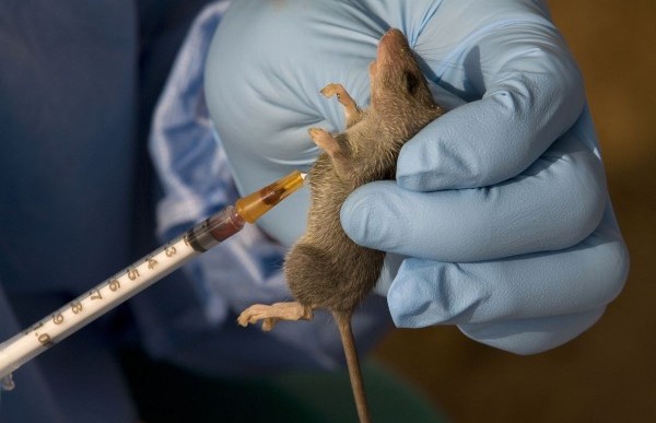 Lassa Fever confirmed in Delta