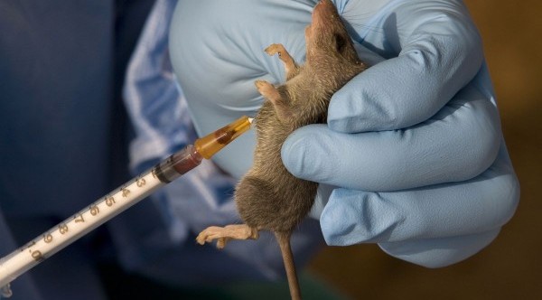 Lassa Fever confirmed in Delta