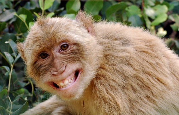 Police find eight-year-old girl living with monkeys