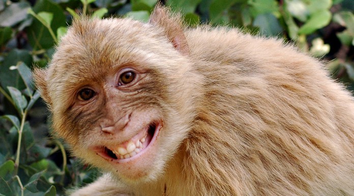 Police find eight-year-old girl living with monkeys