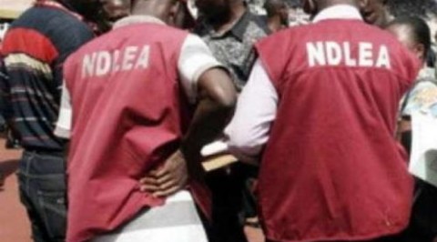 Kano NDLEA seized 501.8kg of hard drugs in August