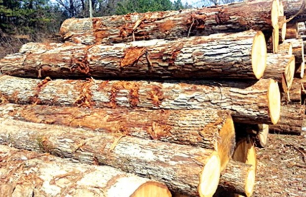 Environment: Oyo Govt Moves Against Illegal Felling of Trees