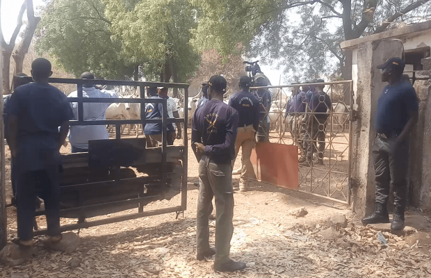 Benue Impound About 400 Cows, Says No Going Back On Open Grazing