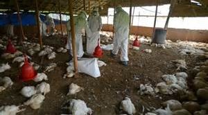 Ogun govt confirms outbreak of bird flu
