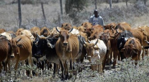 Community Recovers Corpse of Farmer Hacked to Death in Saki