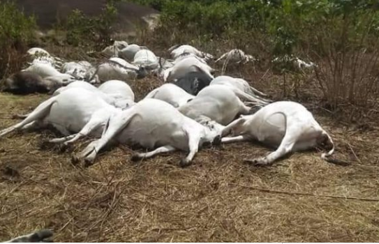Thunder kills 36 cows in Ondo community