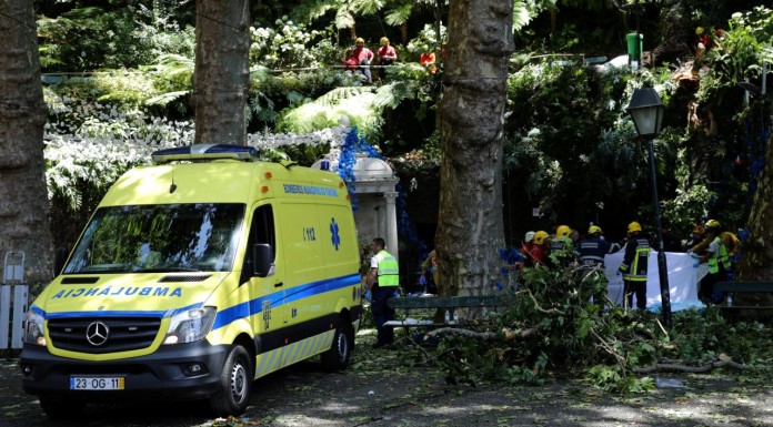 falling tree kills 12 worshipers in portugal