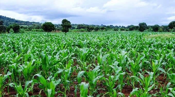 Students to own farm in Anambra