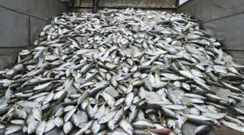 FG Says Nigeria May Stop Fish Importation by 2022