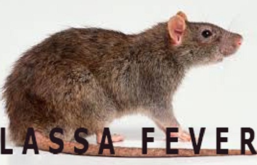 Avoid Self Medication to Control Lassa Fever