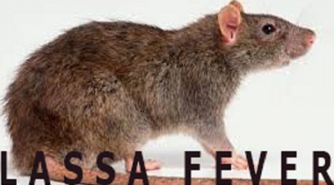 Lassa Fever: One Confirmed Dead From Lassa Fever in Kaduna