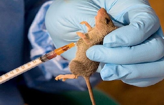 Lassa fever: Abia residents on red alert