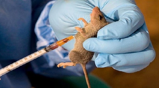 18 states have prevalence of Lassa Fever