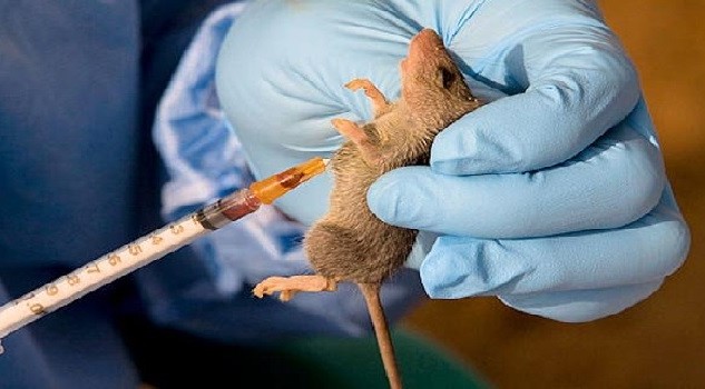 Lassa fever: Abia residents on red alert