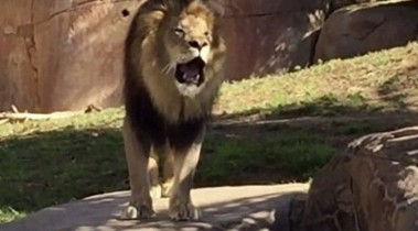 Wild animals invade Plateau state secretariat