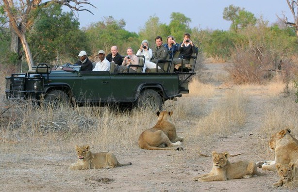 5 Lions loose in South Africa, kills livestock