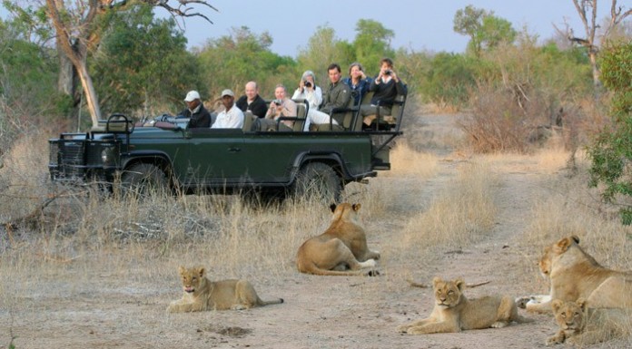 5 Lions loose in South Africa, kills livestock