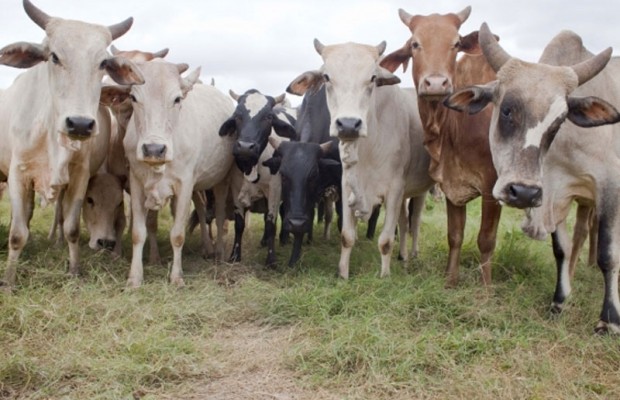 Adamawa Govt set for livestock transformation plan