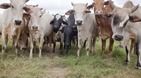 Adamawa Govt set for livestock transformation plan