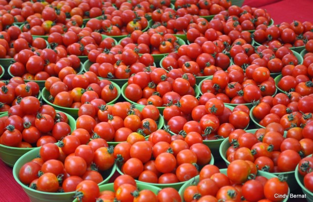 FG to empower 5000 youth in tomato processing