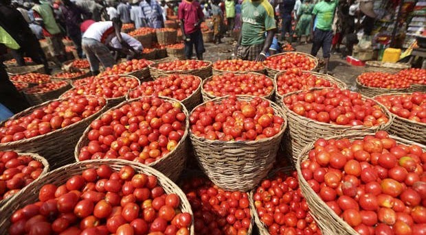 CBN, Kaduna Governor Flag-Off N10 Billion Tomato Company