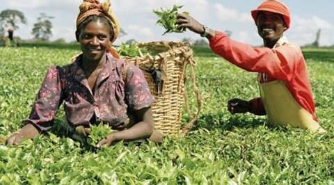 Farmers call for loans to boost productivity