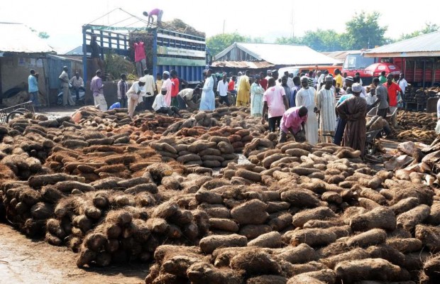 Expert tasks FG on Yam Exportation sustainability