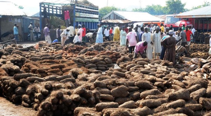 Traders lament FG yam policy